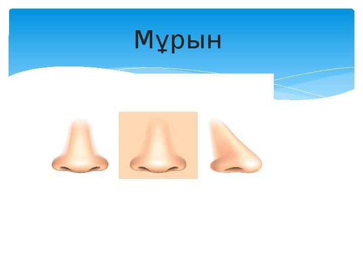 Мұрын