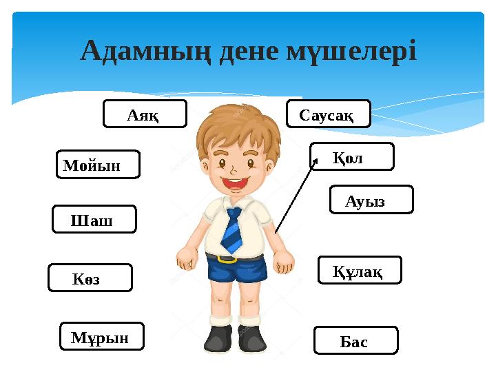 Адамның дене мүшелері Аяқ Көз Құлақ Ауыз Саусақ Бас Мойын Қол Мұрын Шаш