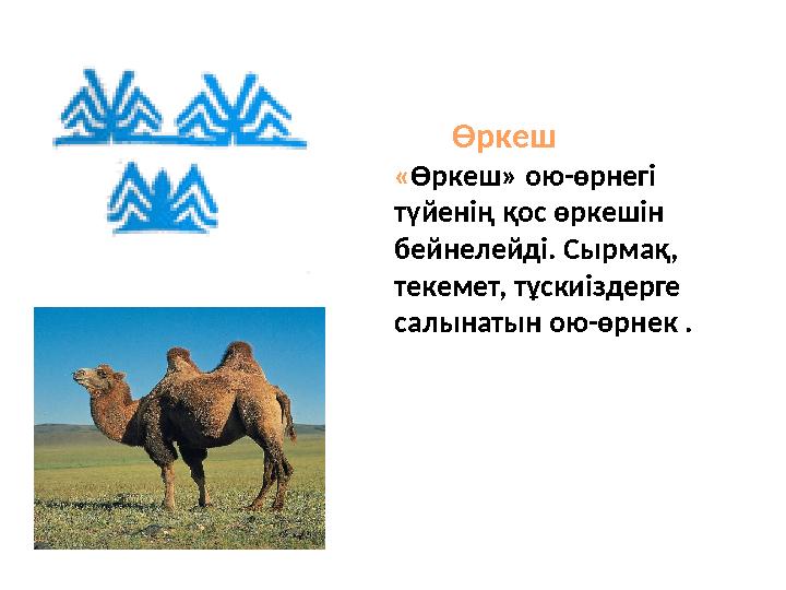 Өркеш « Өркеш» ою-өрнегі түйенің қос өркешін бейнелейді. Сырмақ, текемет, тұскиіздерге салынатын ою-өрнек .