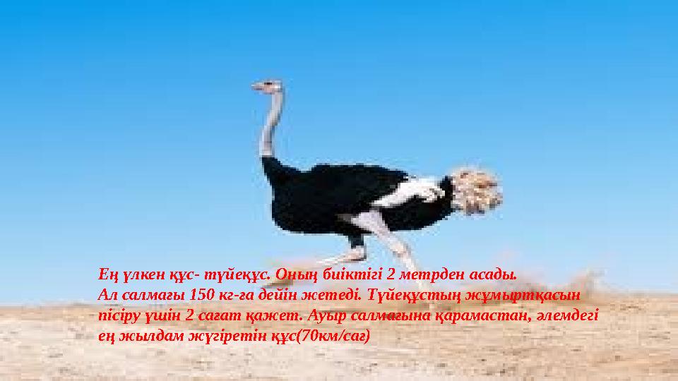 Ең үлкен құс- түйеқұс. Оның биіктігі 2 метрден асады. Ал салмағы 150 кг-ға дейін жетеді. Түйеқұстың жұмыртқасын пісіру үшін 2