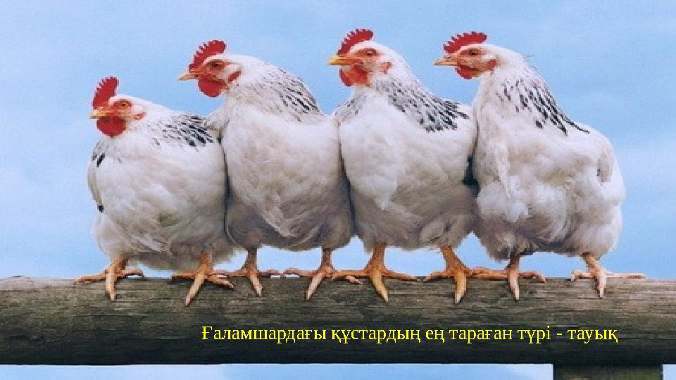 Ғаламшардағы құстардың ең тараған түрі - тауық
