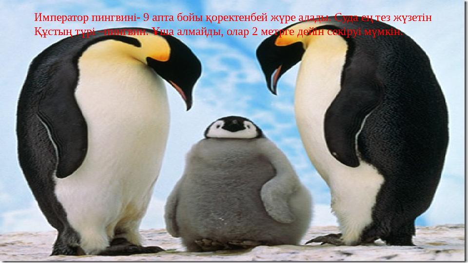 Император пингвині- 9 апта бойы қоректенбей жүре алады. Суда ең тез жүзетін Құстың түрі –пингвин. Ұша алмайды, олар 2 метрге дей