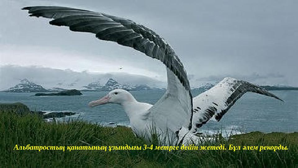 Альбатростың қанатының ұзындығы 3-4 метрге дейін жетеді. Бұл әлем рекорды.