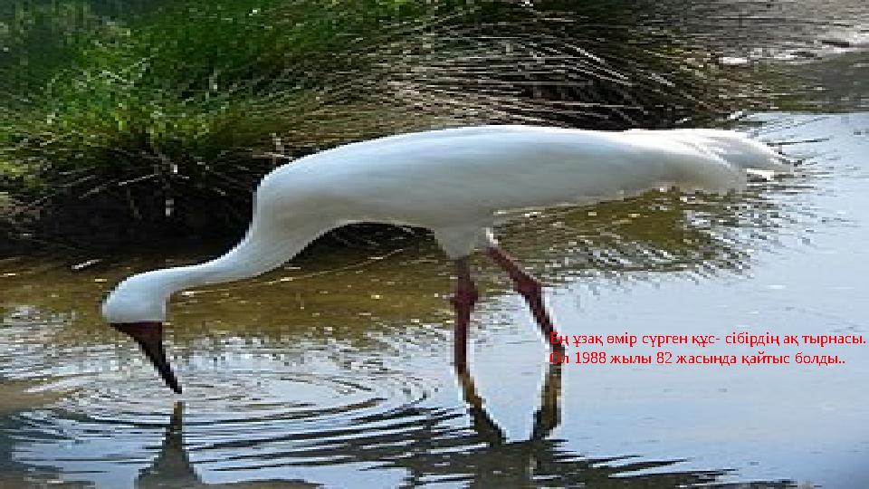 Ең ұзақ өмір сүрген құс- сібірдің ақ тырнасы. Ол 1988 жылы 82 жасында қайтыс болды..