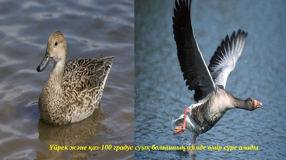 Үйрек және қаз-100 градус суық болғанның өзінде өмір сүре алады