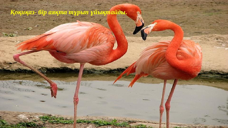 Қоқиқаз- бір аяқта тұрып ұйықтайды.