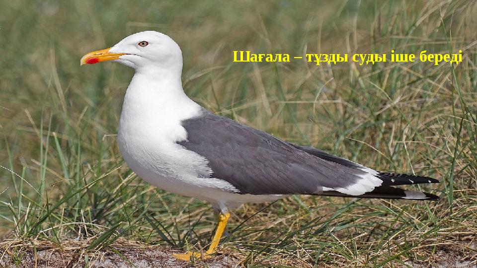 Шағала – тұзды суды іше береді