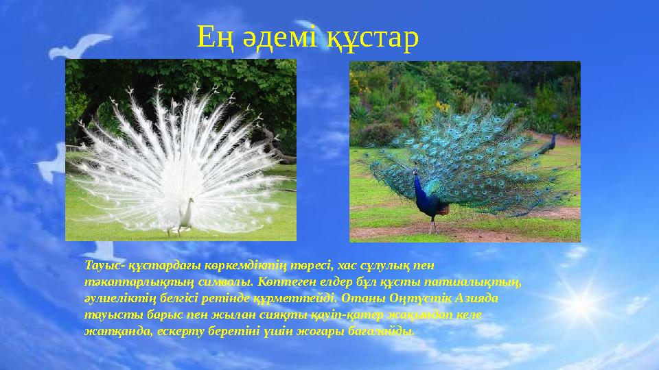 Ең әдемі құстар Тауыс- құстардағы көркемдіктің төресі, хас сұлулық пен тәкаппарлықтың символы. Көптеген елдер бұл құсты патшалы