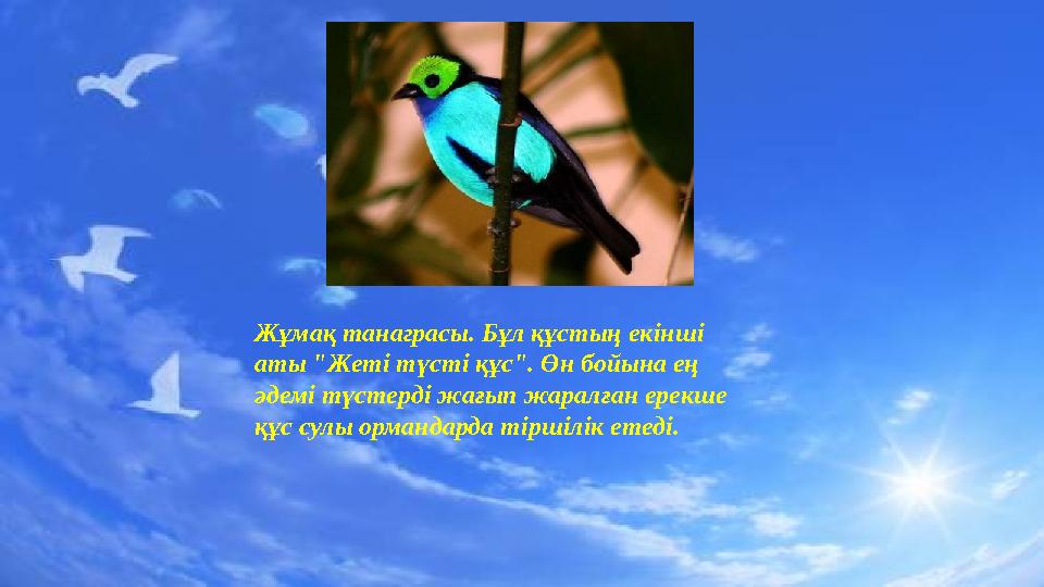 Жұмақ танаграсы. Бұл құстың екінші аты "Жеті түсті құс". Өн бойына ең әдемі түстерді жағып жаралған ерекше құс сулы ормандард