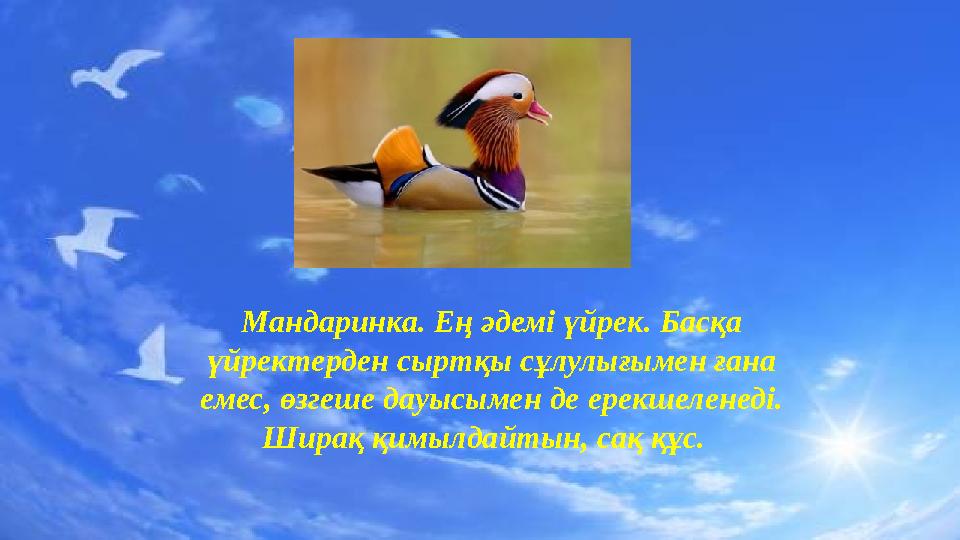 Мандаринка. Ең әдемі үйрек. Басқа үйректерден сыртқы сұлулығымен ғана емес, өзгеше дауысымен де ерекшеленеді. Ширақ қимылдайт