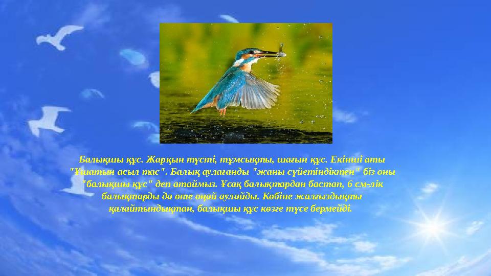Балықшы құс. Жарқын түсті, тұмсықты, шағын құс. Екінші аты "Ұшатын асыл тас". Балық аулағанды "жаны сүйетіндіктен" біз оны "ба