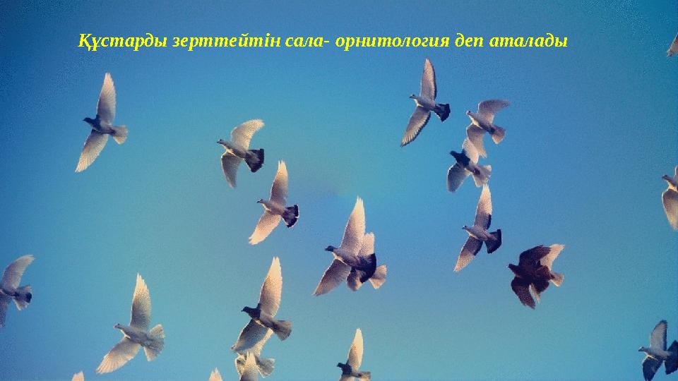 Құстарды зерттейтін сала- орнитология деп аталады
