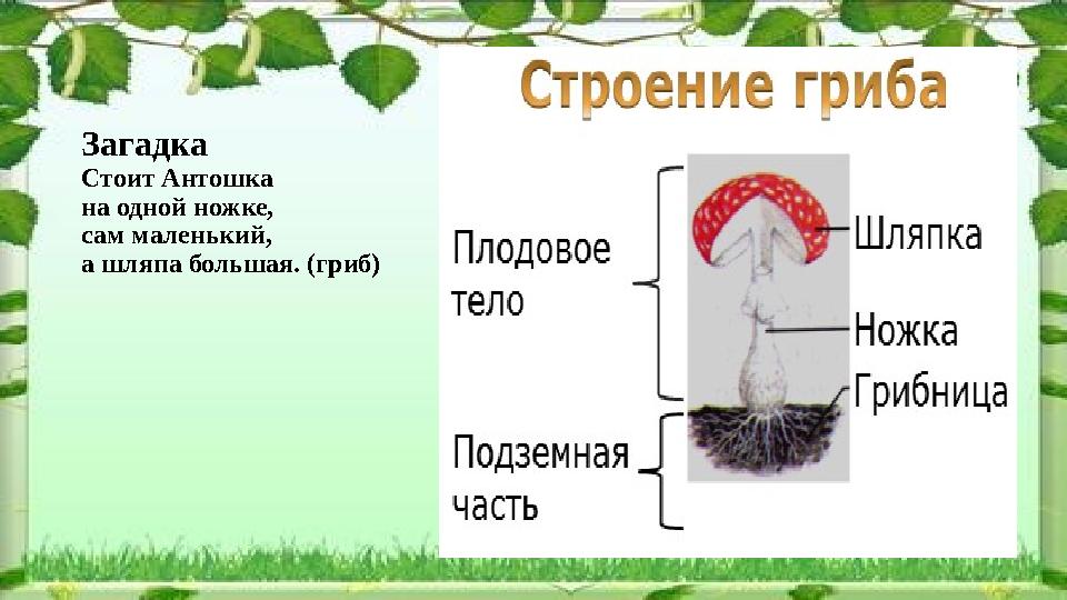 Загадка Стоит Антошка на одной ножке, сам маленький, а шляпа большая. (гриб)