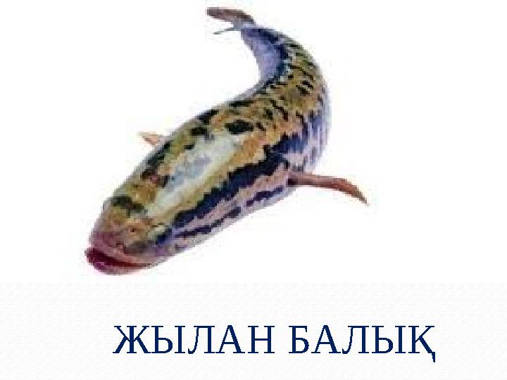 ЖЫЛАН БАЛЫҚ