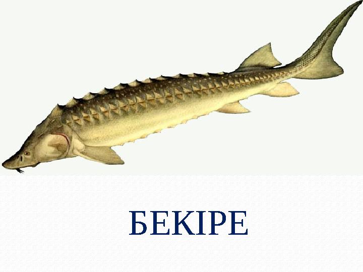 БЕКІРЕ