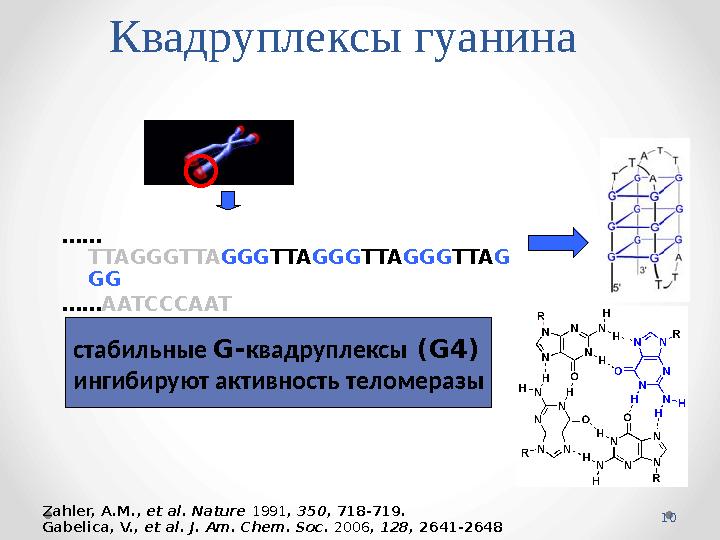 10Квадруплексы гуанина Zahler, A.M., et al. Nature 1991 , 350 , 718-719. Gabelica, V., et al. J. Am. Chem. Soc . 2006 , 1