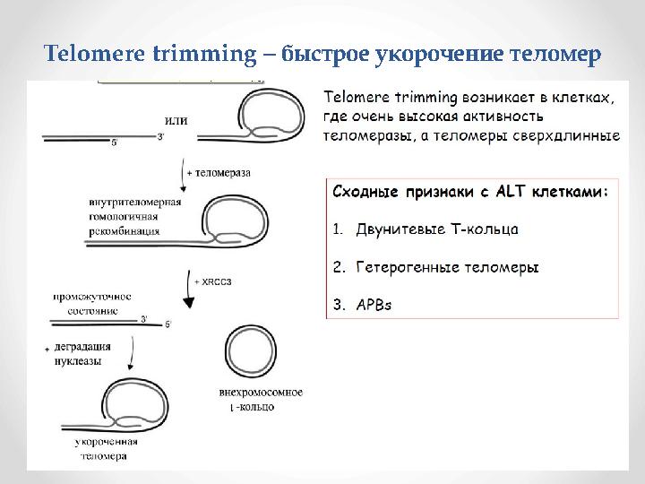Telomere trimming – быстрое укорочение теломер