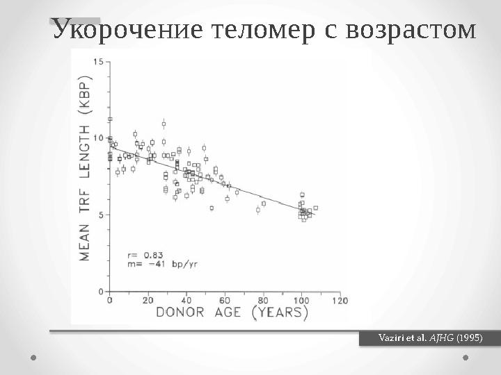 Vaziri et al. AJHG (1995)Укорочение теломер с возрастом