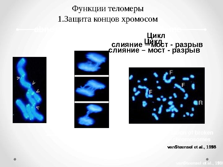 Функции теломеры 1.Защита концов хромосом abnormalities resulting from telome dysfunction Цикл слияние – мост - разрыв ‘ Bridg