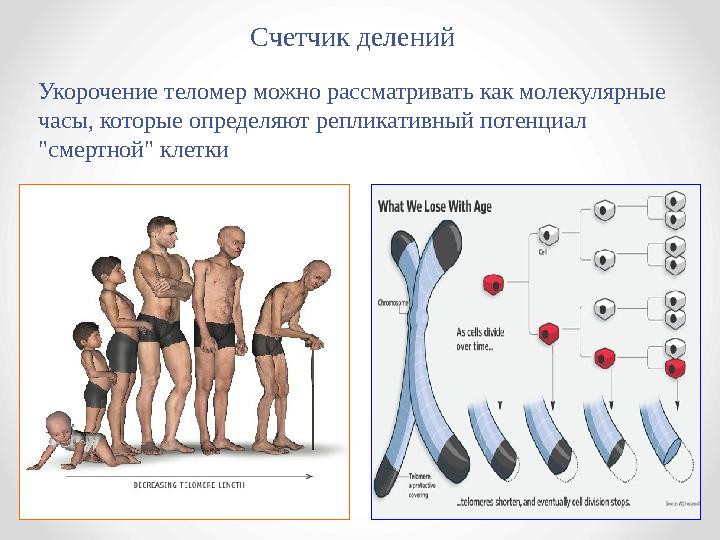 Укорочение теломер можно рассматривать как молекулярные часы, которые определяют репликативный потенциал "смертной" клетки