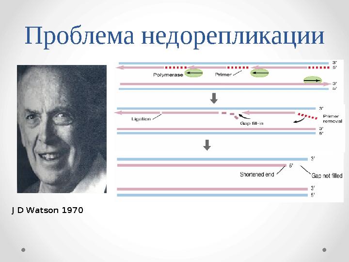 Проблема недорепликации J D Watson 1970