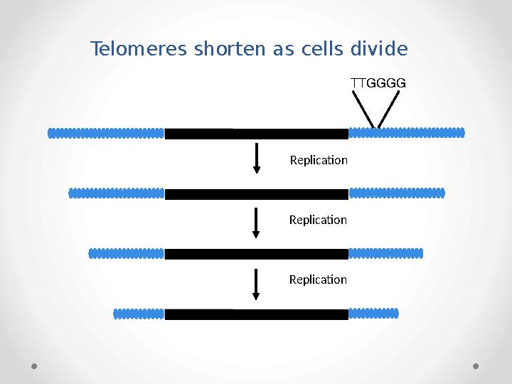 Replication Replication ReplicationTelomeres shorten as cells divide TTGGGG