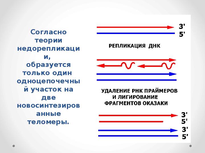 Согласно теории недорепликаци и, образуется только один одноцепочечны й участок на две новосинтезиров анные теломеры.