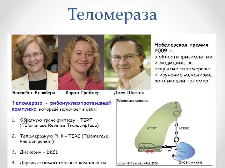 Теломераза