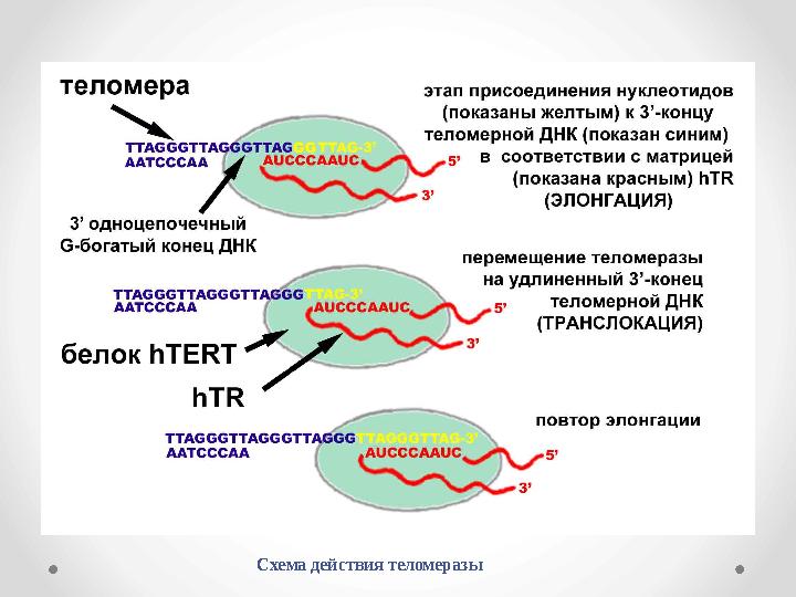 Схема действия теломеразы