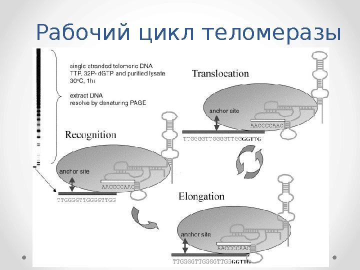 Рабочий цикл теломеразы