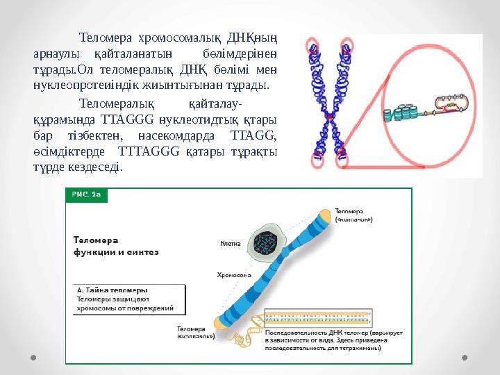 Теломера хромосомалық ДНҚның арнаулы қайталанатын бөлімдерінен тұрады.Ол теломералық ДНҚ бөлімі мен нуклеопротеиінд