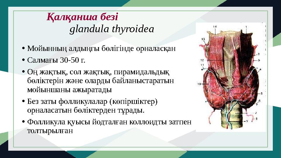 Қалқанша безі glandula thyroidea • Мойынның алдыңғы бөлігінде орналасқан • Салмағы 30-50 г. •