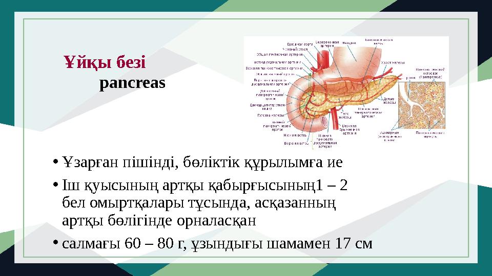 Ұйқы безі pancreas • Ұзарған пішінді, бөліктік құрылымға ие • Іш қуысының артқы қабырғысының1 – 2 бел ом
