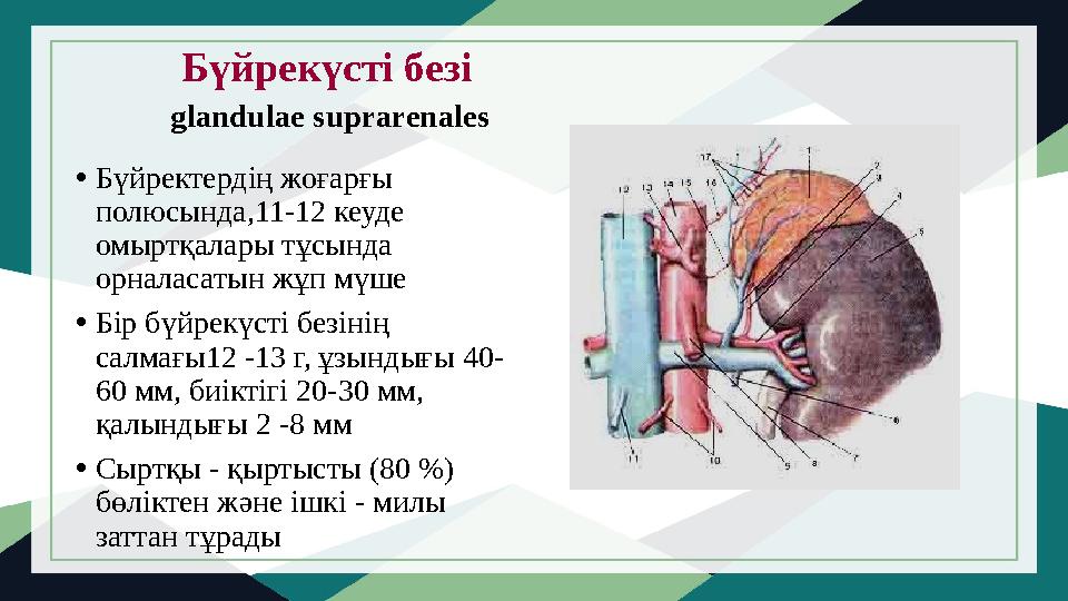 Бүйрекүсті безі glandulae suprarenales • Бүйректердің жоғарғы полюсында,11-12 кеуде омыртқалары