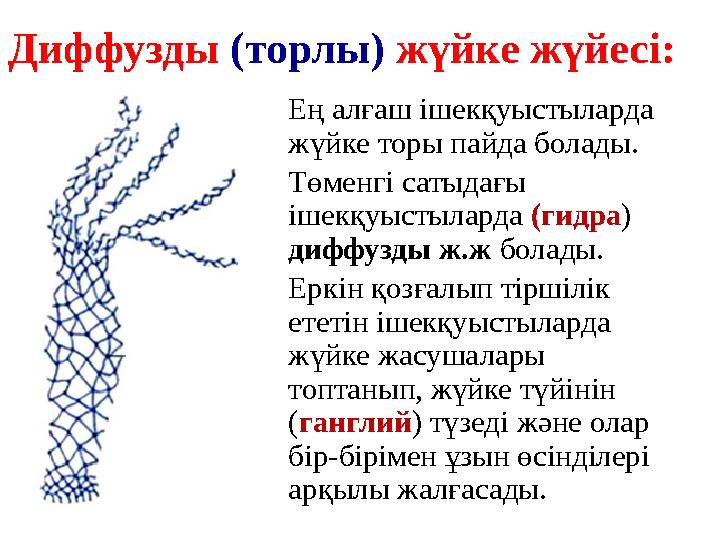 Диффузды (торлы) ж үйке жүйесі: Ең алғаш ішекқуыстыларда жүйке торы пайда болады. Төменгі сатыдағы ішекқуыстыларда (гидра