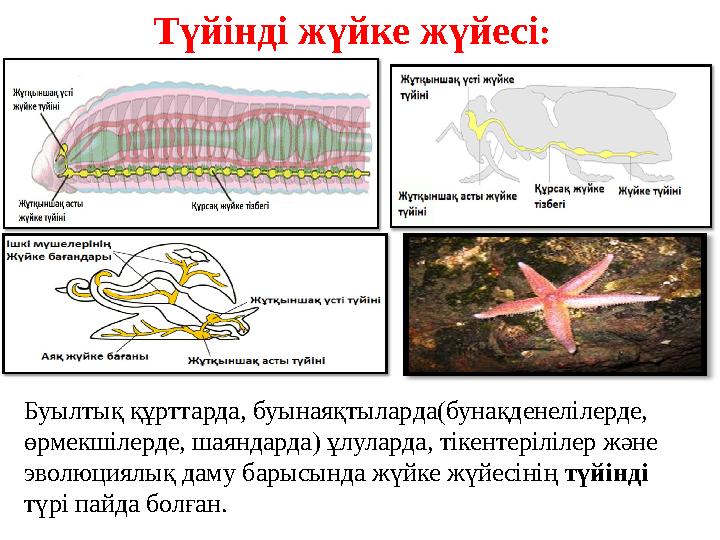 Түйінді жүйке жүйесі : Буылтық құрттарда, буынаяқтылар да (бунақденелілерде, өрмекшілерде, шаяндарда) ұлуларда, тікентерілілер