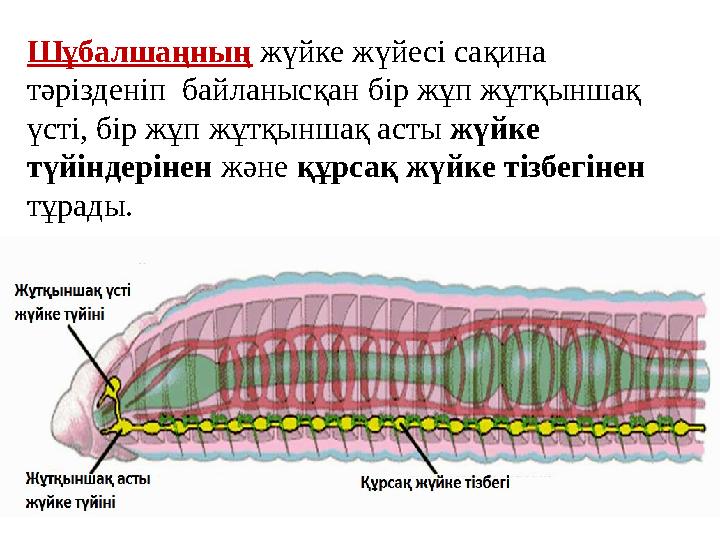 Шұбалшаңның жүйке жүйесі сақина тәрізденіп байланысқан бір жұп жұтқыншақ үсті, бір жұп жұтқыншақ асты жүйке түйіндерінен