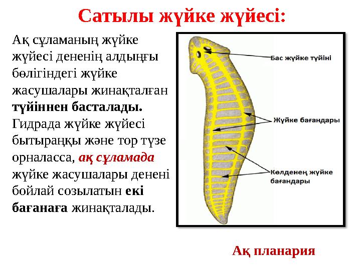 Сатылы жүйке жүйесі: Ақ планария Ақ сұламаның жүйке жүйесі дененің алдыңғы бөлігіндегі жүйке жасушалары жинақталған түйіннен