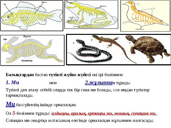 Балықтардан бастап түтікті жүйке жүйесі екі ірі бөлімнен: 1. Ми мен 2.жұлынн