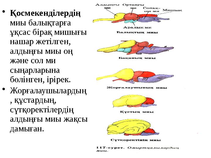 • Қосмекенділердің миы балықтарға ұқсас бірақ мишығы нашар жетілген, алдыңғы миы оң және сол ми сыңарларына бөлінген, ірі