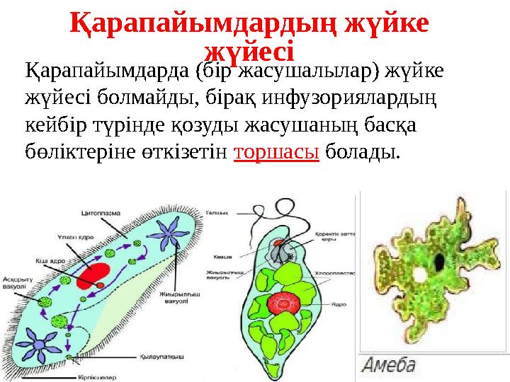 Қарапайымдардың жүйке жүйесі Қарапайымдарда (бір жасушалылар) жүйке жүйесі болмайды, бірақ инфузориялардың кейбір түрінде қоз