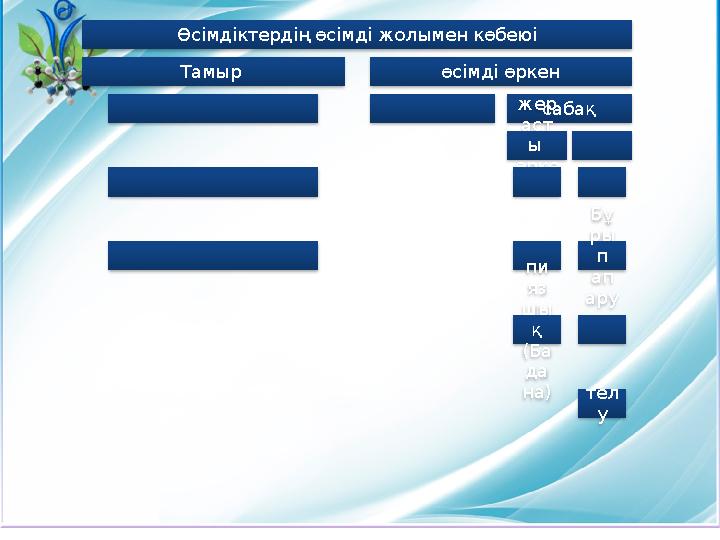 Өсімдіктердің өсімді жолымен көбеюі Тамыр өсімді өркен сабақжер аст ы өрке н пи яз шы қ (Ба да на) Бұ ры п ап ару тел у