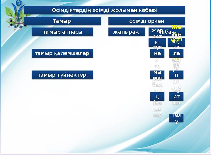 Өсімдіктердің өсімді жолымен көбеюі Тамыр тамыр атпасы тамыр қалемшелері тамыр түйнектері өсімді өркен жапырақ сабақжер аст ы