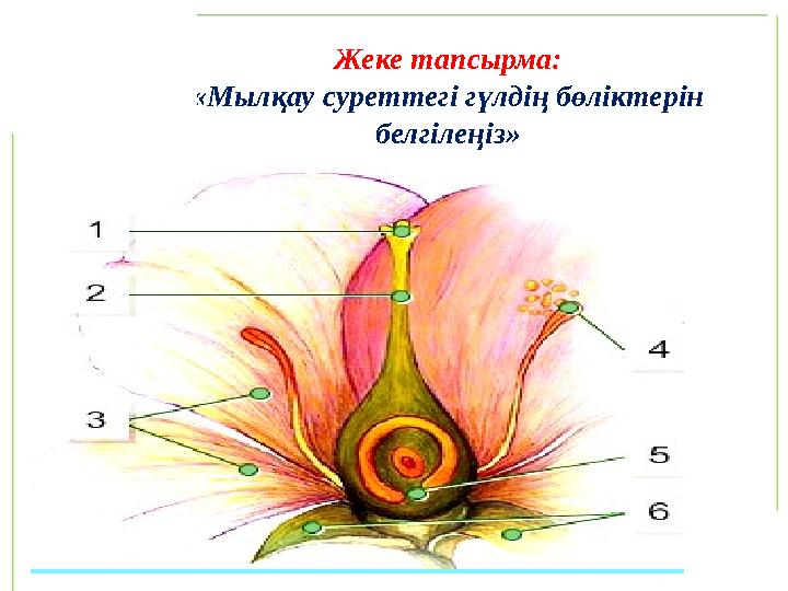 Жеке жұмыс: «Мылқау суреттен» тозаңдануға қатысатын гүлдің бөліктерін белгілейді Жеке тапсырма : «Мылқау суреттегі