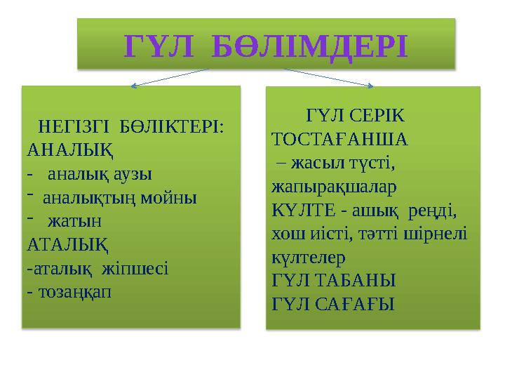 ГҮЛ БӨЛІМДЕРІ НЕГІЗГІ БӨЛІКТЕРІ: АНАЛЫҚ - аналық аузы - аналықтың мойны - жатын АТАЛЫҚ -аталық жіпшесі - тозаңқап