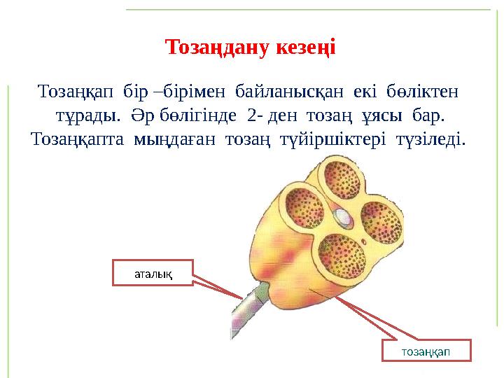 Тозаңқап бір –бірімен байланысқан екі бөліктен тұрады. Әр бөлігінде 2- ден тозаң ұясы бар. Тозаңқапта мыңдаған