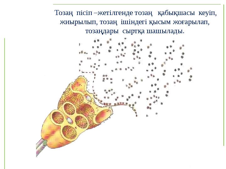 Тозаң пісіп –жетілгенде тозаң қабықшасы кеуіп, жиырылып, тозаң ішіндегі қысым жоғарылап, тозаңдары сыртқа шашылады.