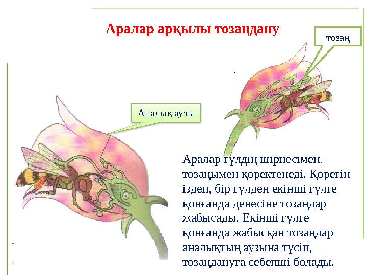 Аралар арқылы тозаңдану Аралар гүлдің шірнесімен, тозаңымен қоректенеді. Қорегін іздеп, бір гүлден екінші гүлге қонғанда дене