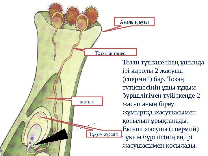 Тозаң түтікшесінің ұшында ірі ядролы 2 жасуша (спермий) бар. Тозаң түтікшесінің ұшы тұқым бүршілігімен түйіскенде 2 жасушан