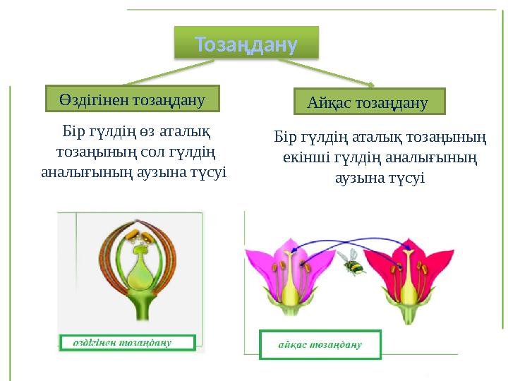 Тозаңдану Өздігінен тозаңдану Айқас тозаңдану Бір гүлдің өз аталық тозаңының сол гүлдің аналығының аузына түсуі Бір гүлдің